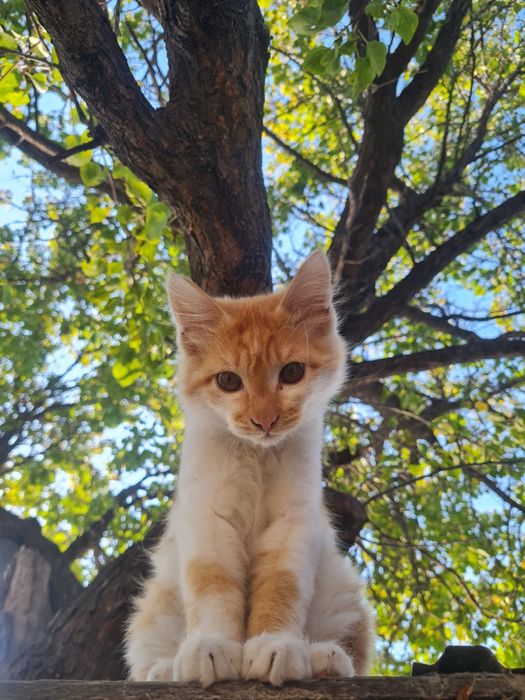 Котята в хорошие руки