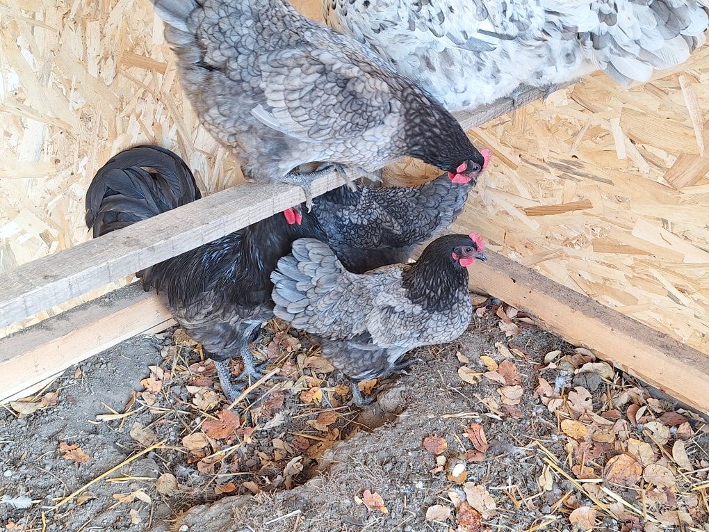 Familie 4+1 Australorp