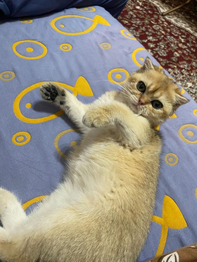 Продаётся котёнок