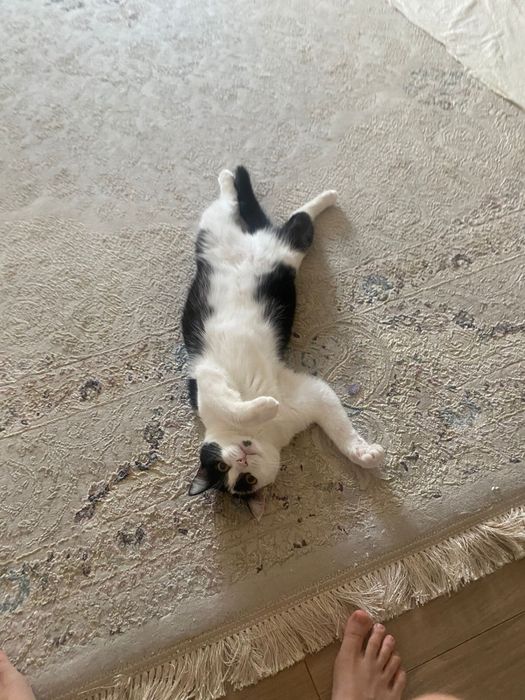 Отдаем кошку девочка