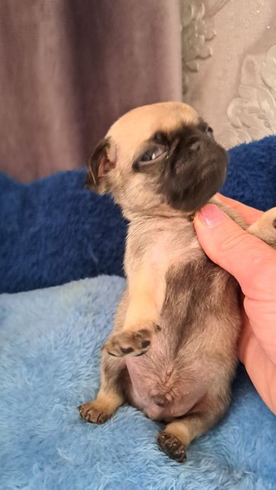 Продаю клубных щенков мопсят