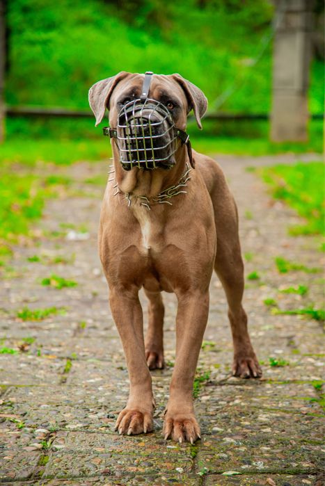 Catei cane corso formentino