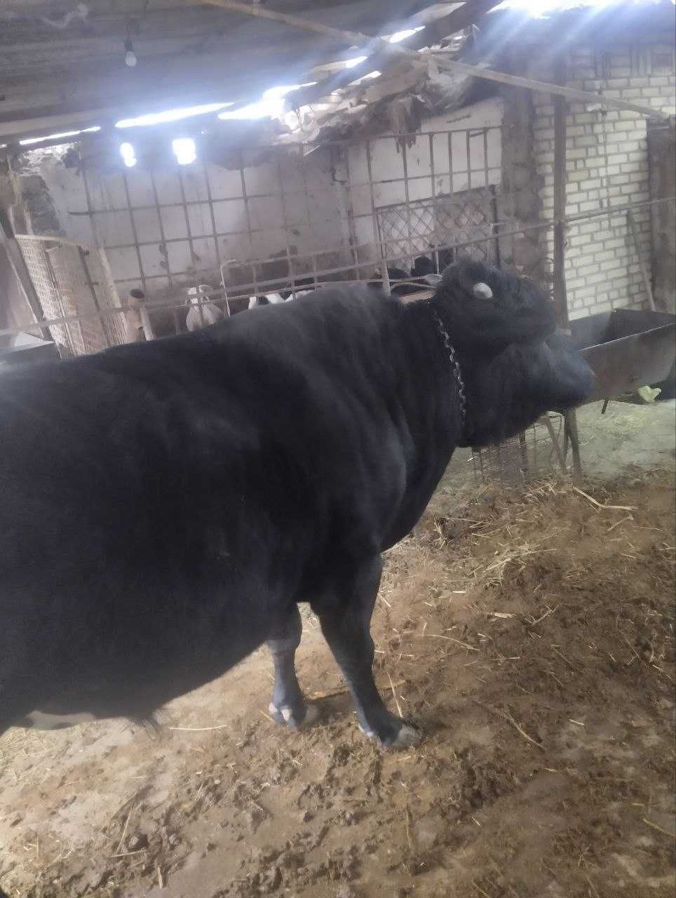 Buxoroda Geofizikada 2ta buqa(ho'kiz) sotiladi