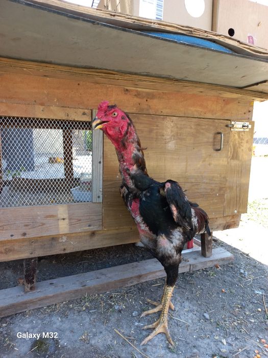 Ганой + япон зотидан олинган жужа хуроз сотувда