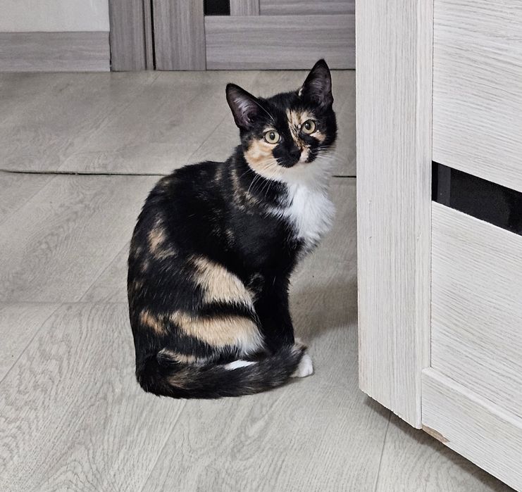 Отдам котенка в добрые руки