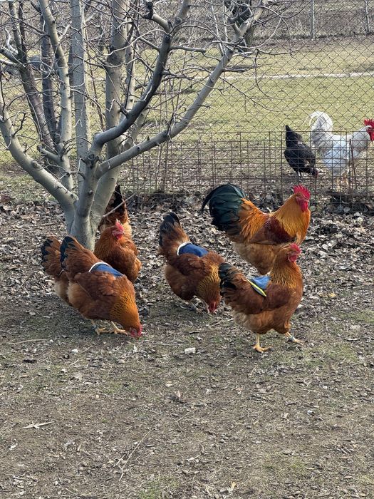 Oua New Hampshire Red pentru incubat