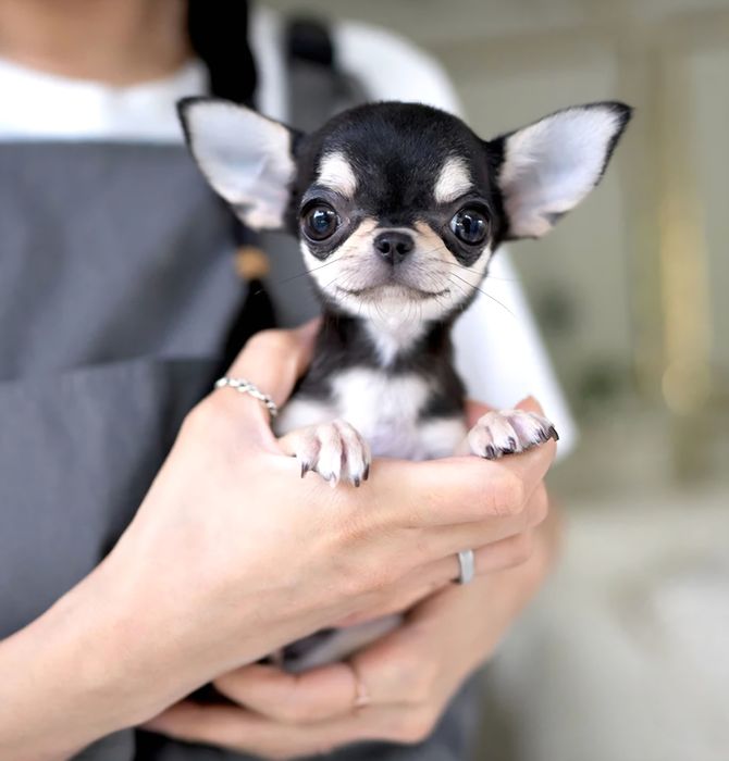 Красиво чихуахуа от най-високо качество teacup