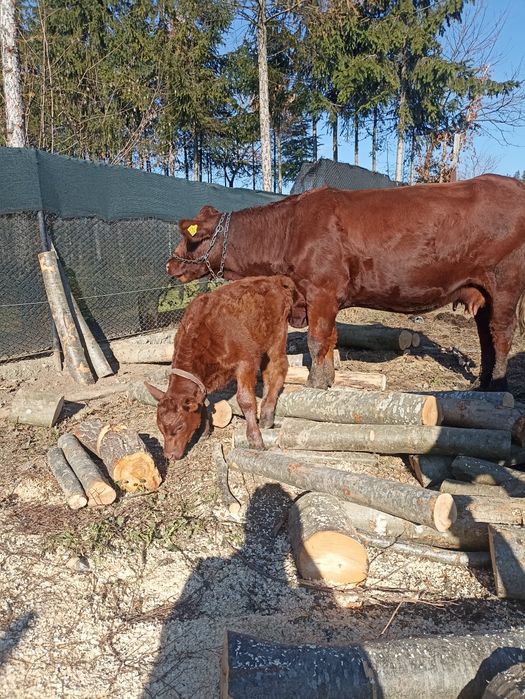 Junicai cu viteza angus