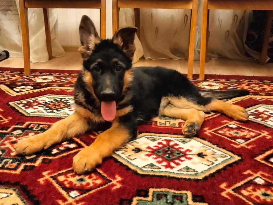 Чистокровные щенки немецкой овчарки