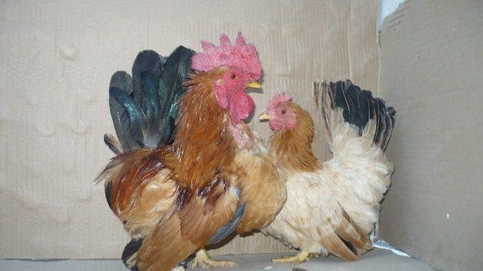 Vand gaini si cocos de ornament i rasa Chabo