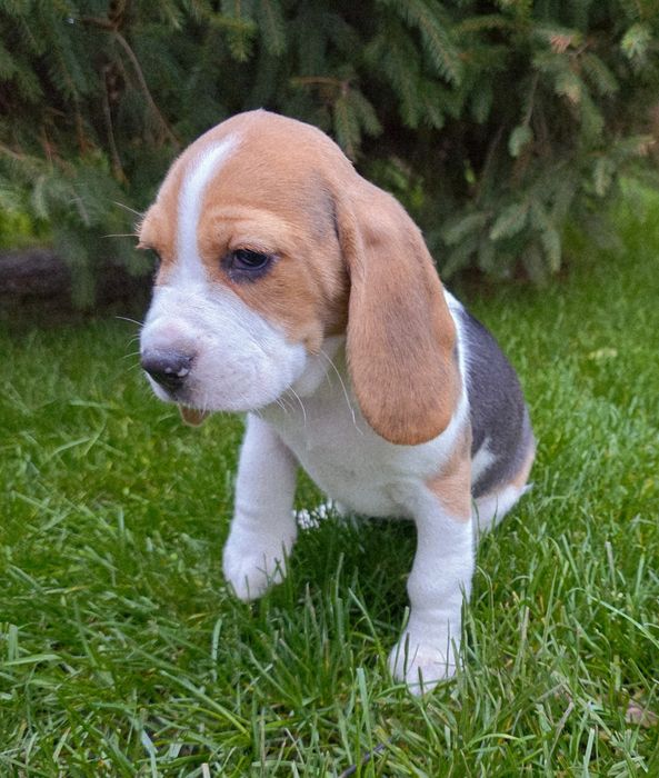 Beagle cu certificat pedigree