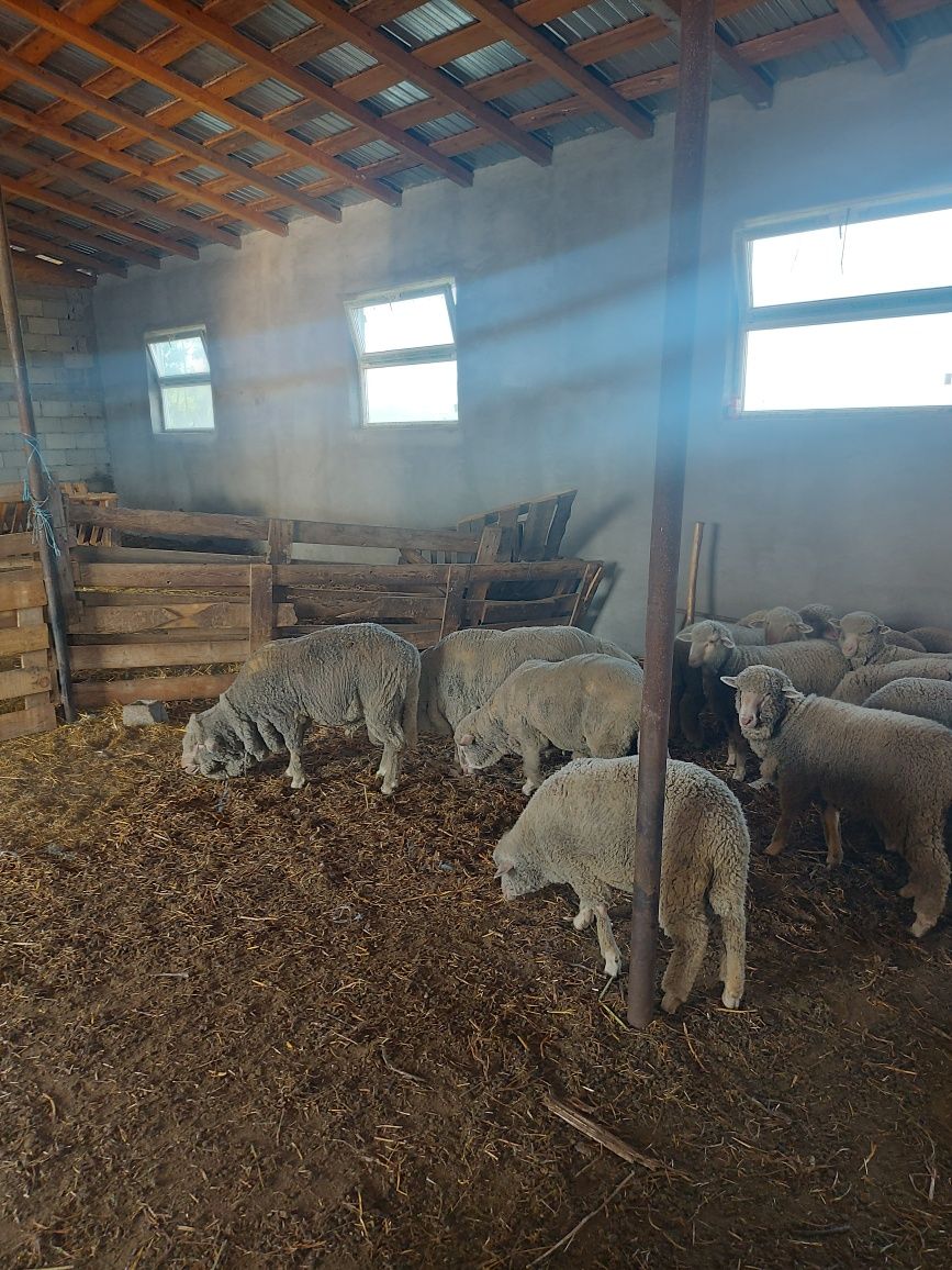 Berbeci merinos de palas