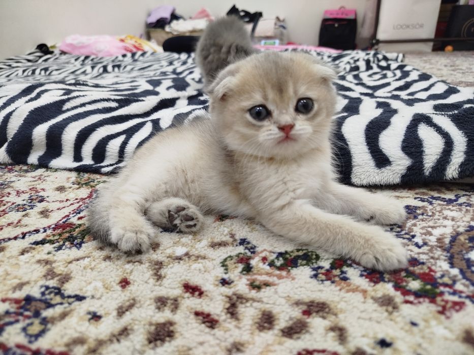 Скотишь фолд, шиншилла