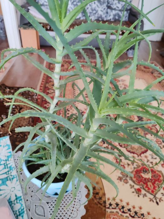 Продам алоэ 5 лет