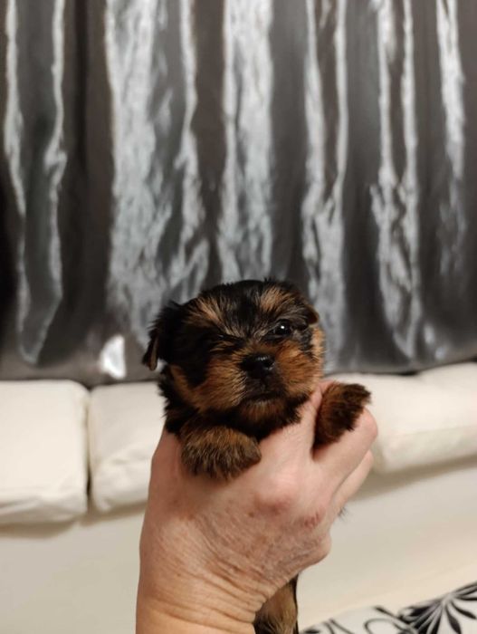 Продавам йоркита