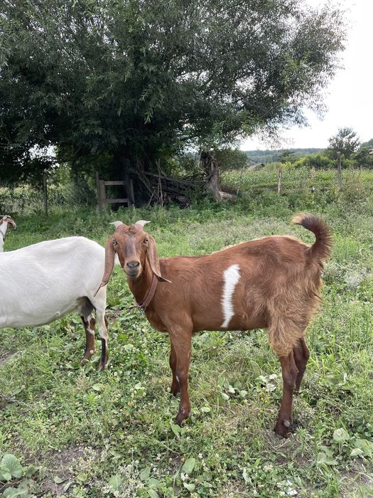 Vand capre de origine angonubiene 5 capre si un țap