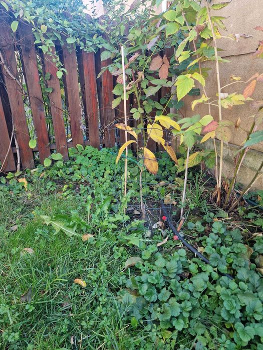 Paw Paw, Banana Nordului