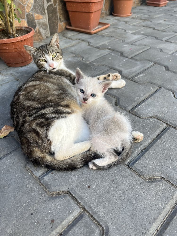 Ofer spre adoptie pisicuti