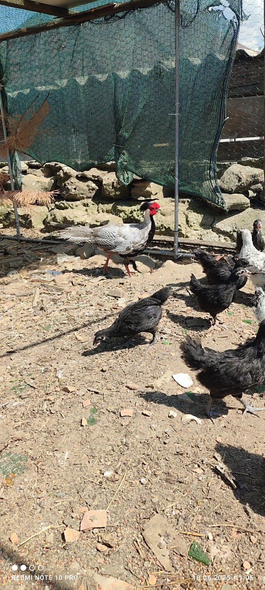 Vând cocoș de fazan sau schimb cu găină de fazan