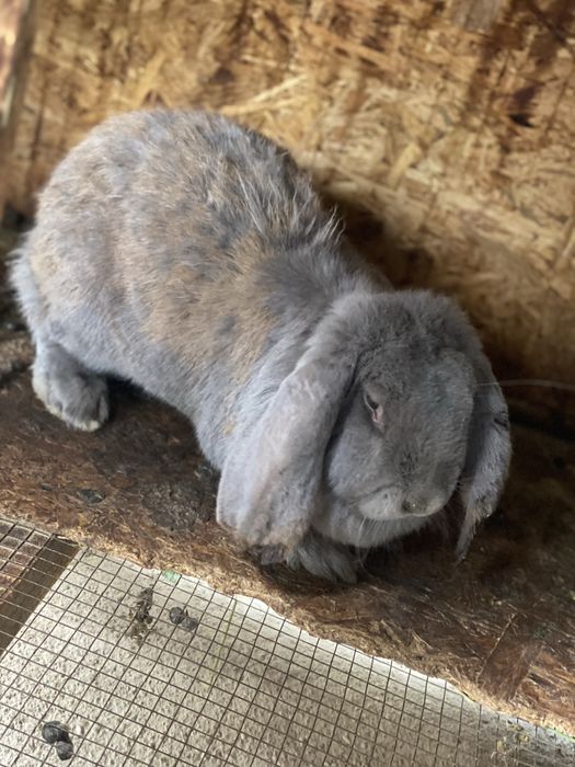 Vand douo iepuroaice