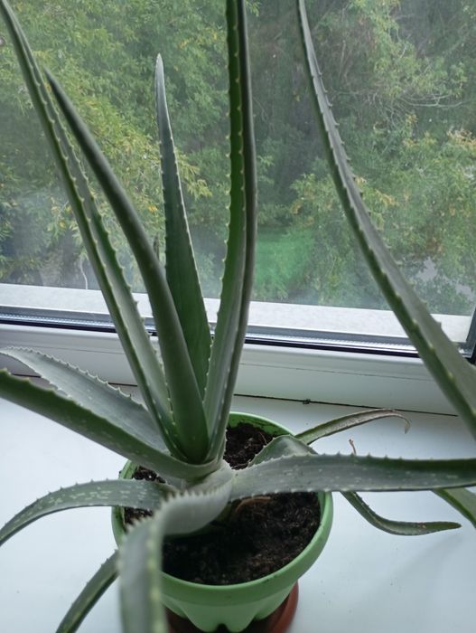 Комнатные цветы Алоэ Вера.