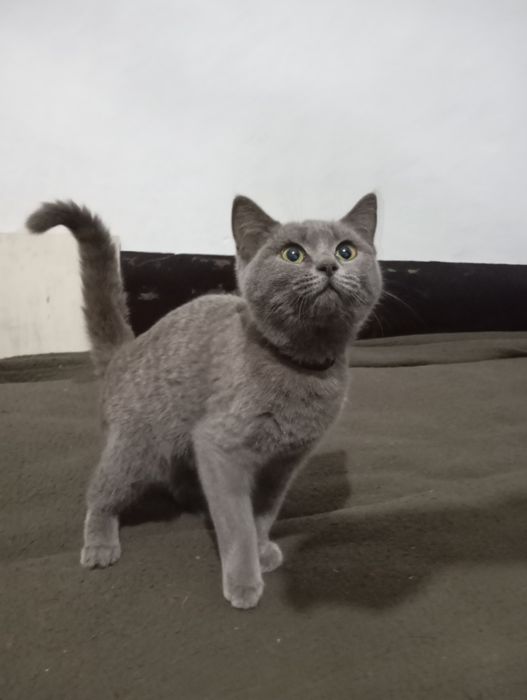 Котёнок девочка 3 месяца