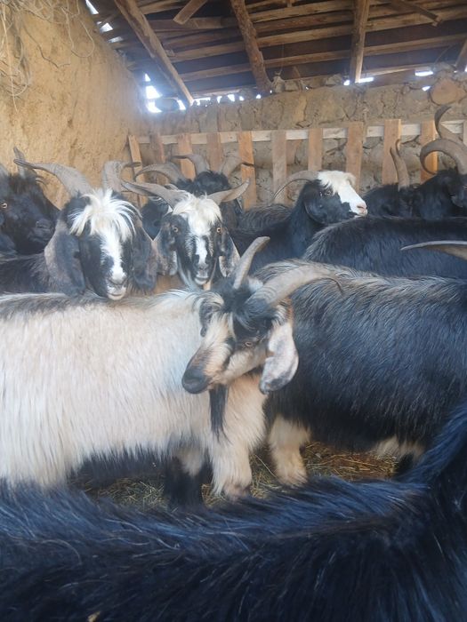 Taka sarka kelishilgan narxda