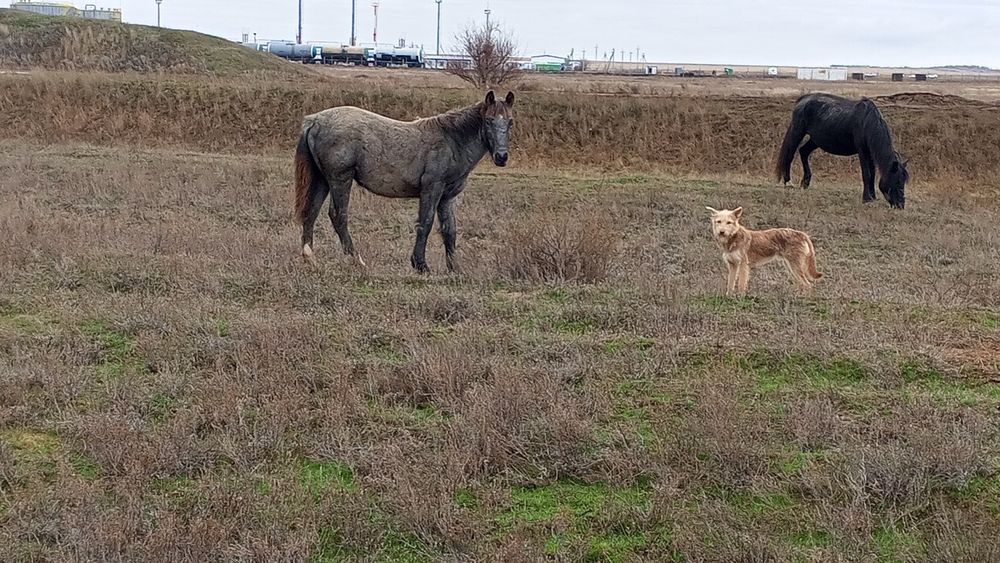 Согым жабагы , Айгыр