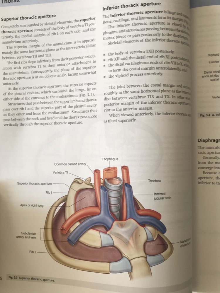 Gray’s anatomy third edition