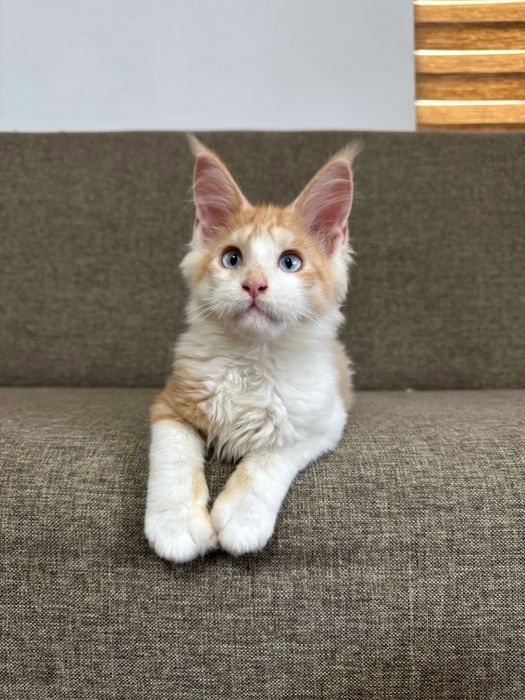 Baietel Maine Coon Ochi Albastri Felisa Autorizata