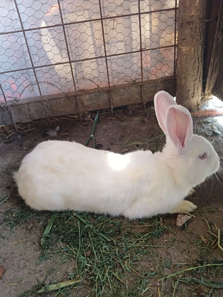 Iepuri de vânzare sunt trei iepuroaice