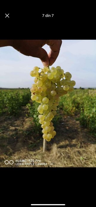 Struguri pentru vin