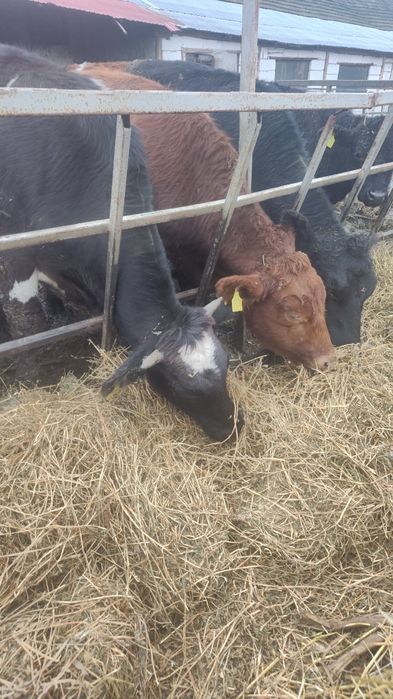 Tauri angus și metiși de bălțată