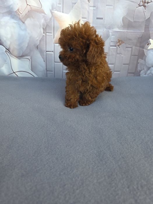 Резервирано!Пудел тийкъп Момиче/Teacup poodle/ с документ за произход