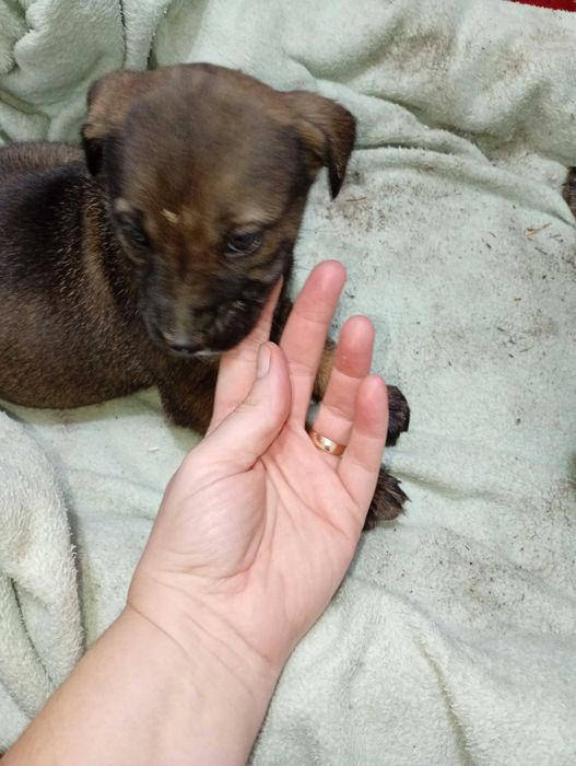 Catei spre adopție URGENT