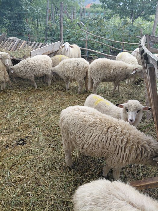 Berbecuți de vânzare