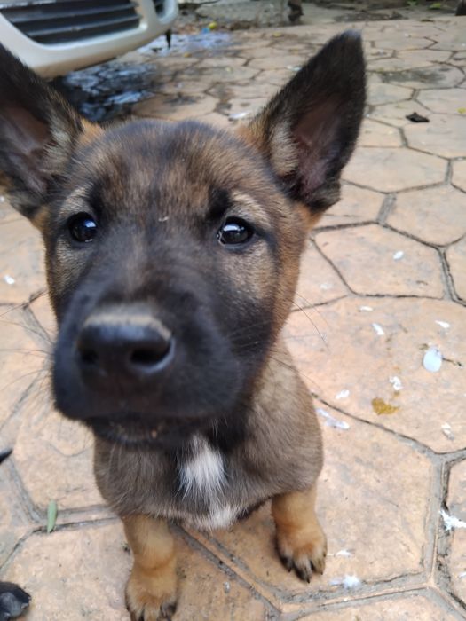 Ciobănesc belgian malinois