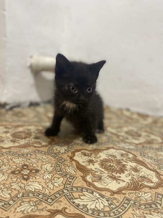 отдам в добрые руки котят