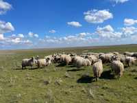 Vând oi sau schimb cu vaci / vând sală de muls oi