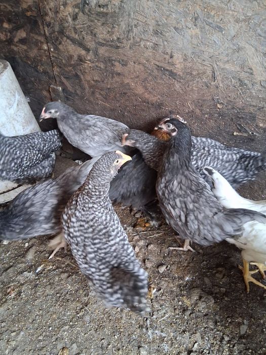 Puicuțe ouătoare de vânzare