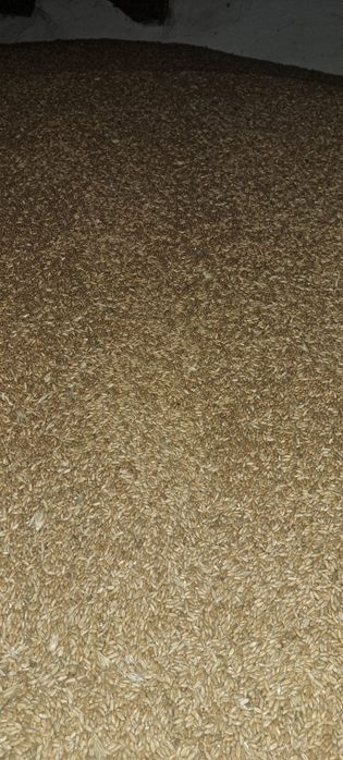 Porumb boabe și grâu furajer