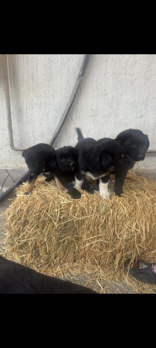 Отдам щенков, 2 месяца