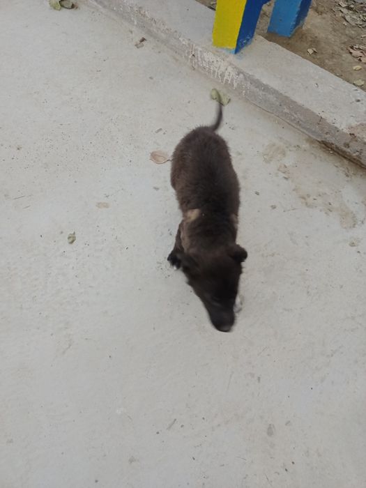 Щенки,маленькой породы,2месяца