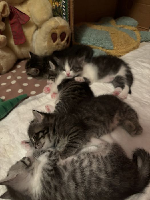 Отдам в добрые руки котят