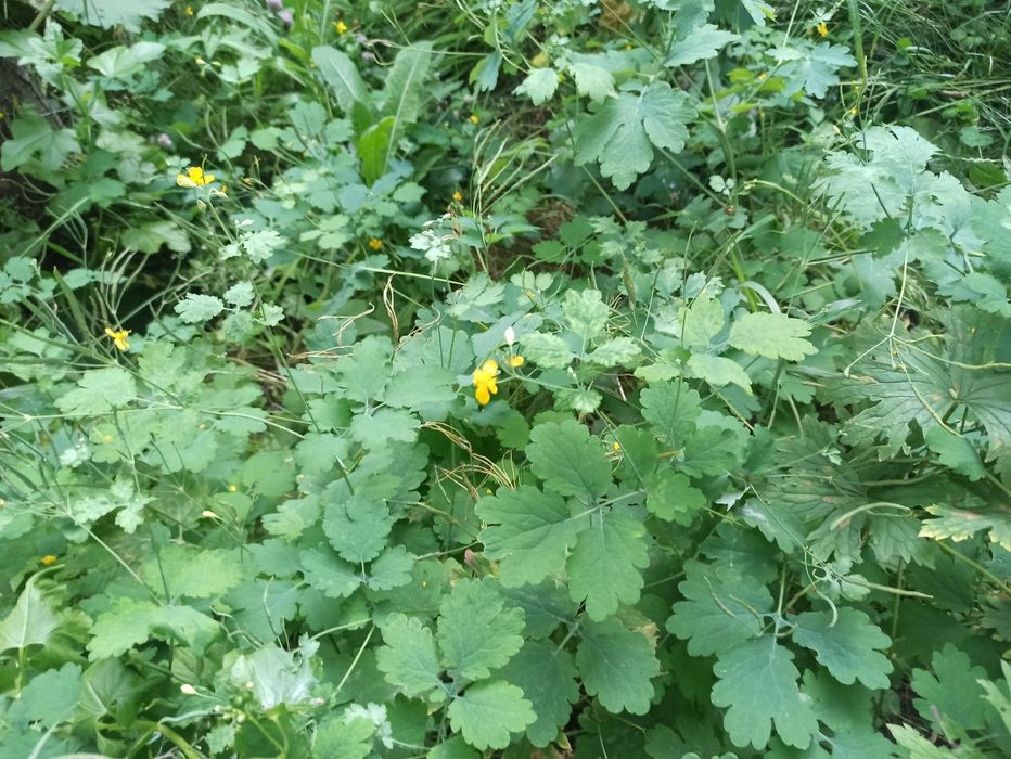 Чистотел свежий и сушёный с горной дачи