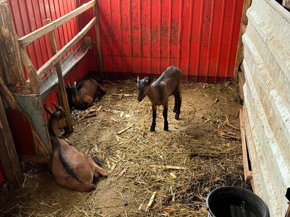 Iezi capra rasa alpina franceza