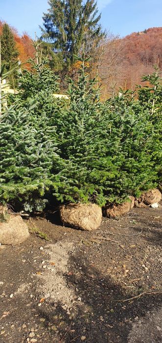 Brazi argintii/verzi la preț minim garantat, Plante ornamentale