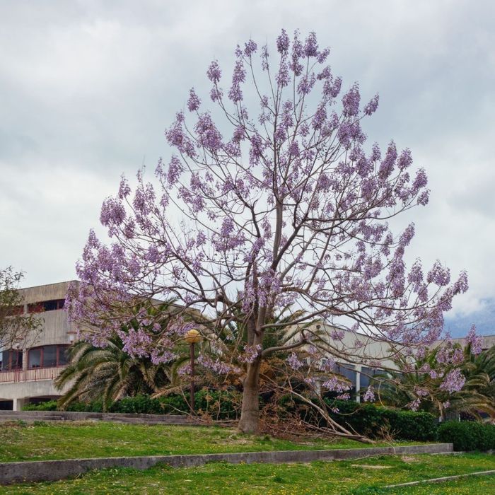 Paulownia Tomentosa (Arborele Printesei )