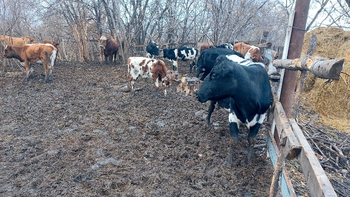 Продам коров с подсосными телятами