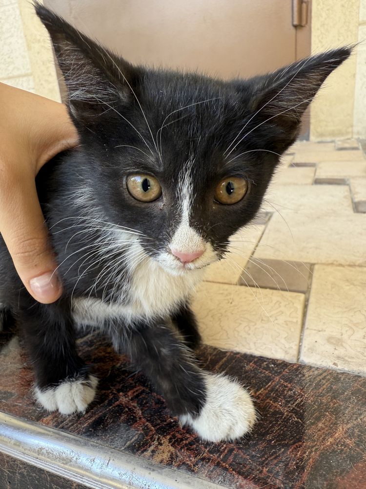 котята,домашние,